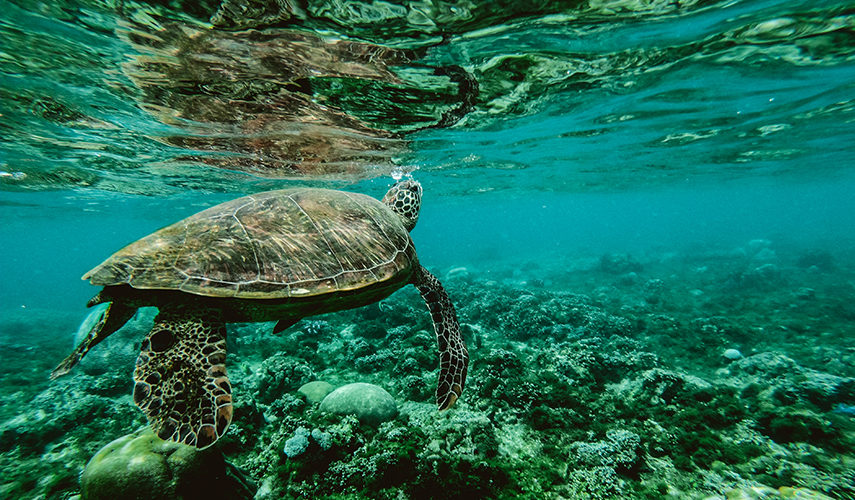 Photo of a turtle underwater